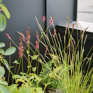 rooftop garden planting by white mosaic