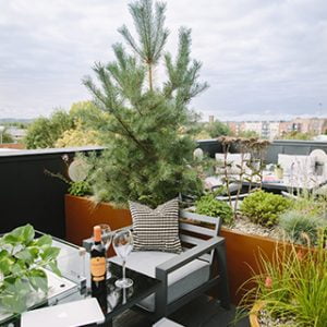 rooftop garden by white mosaic