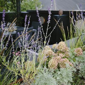 rooftop garden by white mosaic