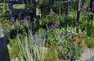 Succulent garden in a modern landscape design