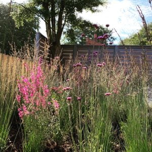 Modern garden with drought-resistant plants