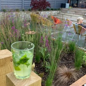 Modern garden with drought-resistant plants