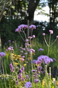 Ornamental garden with seasonal flowers