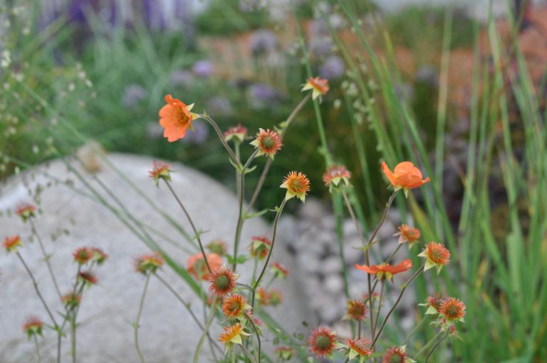 Garden design featuring water-tolerant plants