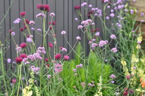 Native wildflowers in a sustainable garden design