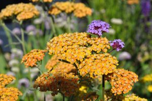 Native wildflowers in a sustainable garden design
