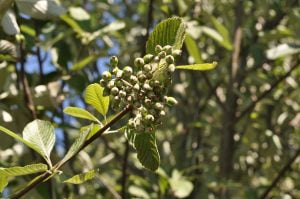 garden plant close up