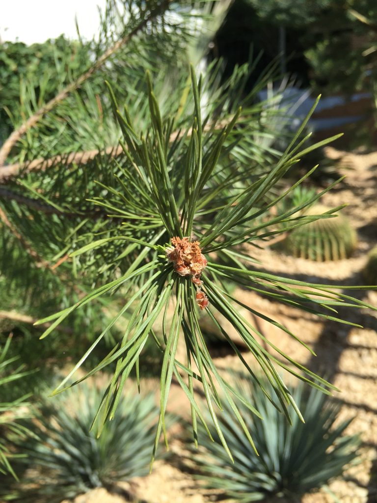 Ornamental garden with seasonal flowers