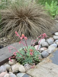 Bespoke garden design featuring ornamental grasses