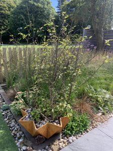 Bespoke garden with a mix of native and exotic plants