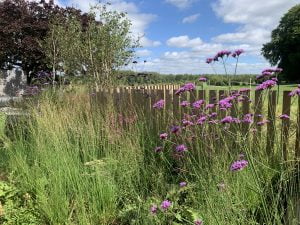 Container garden with vibrant flowering plants
