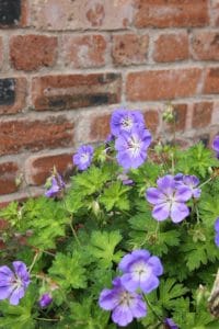 close up of purple flowers against a wall
