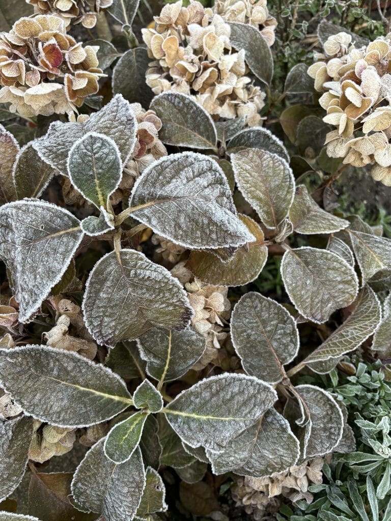 green plant with frost