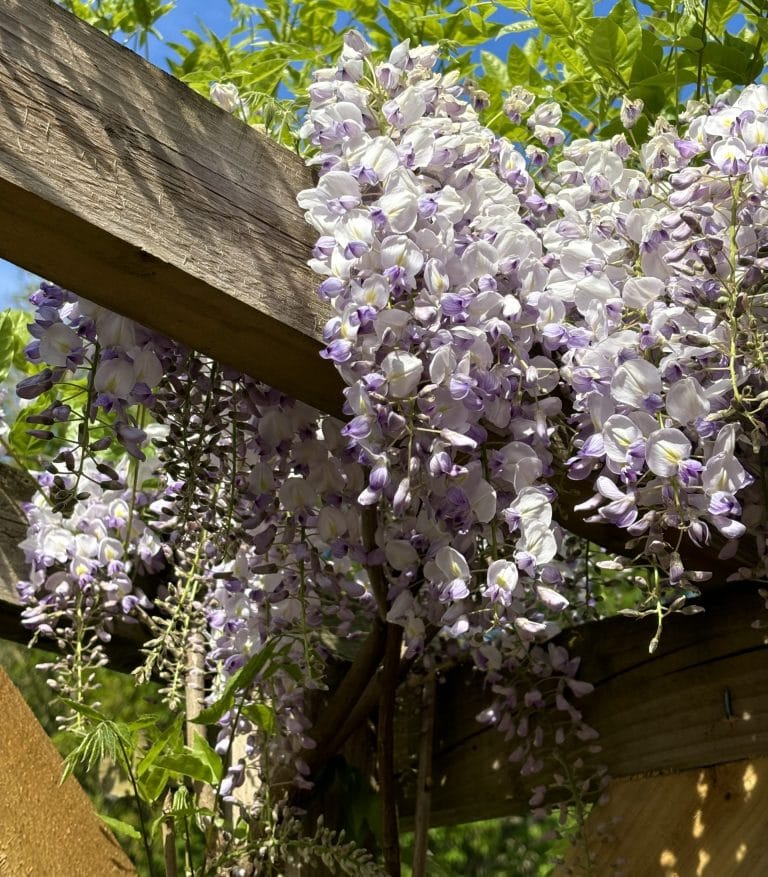 wisteria flowering