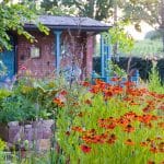 summer garden flowering
